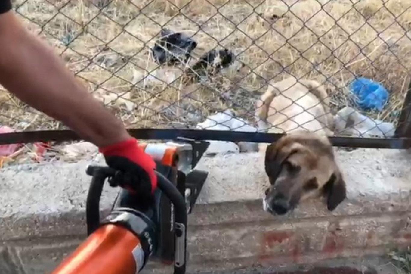 Tel örgülere kafası sıkışan köpek kurtarıldı Tel örgülere kafası sıkışan köpek kurtarıldı